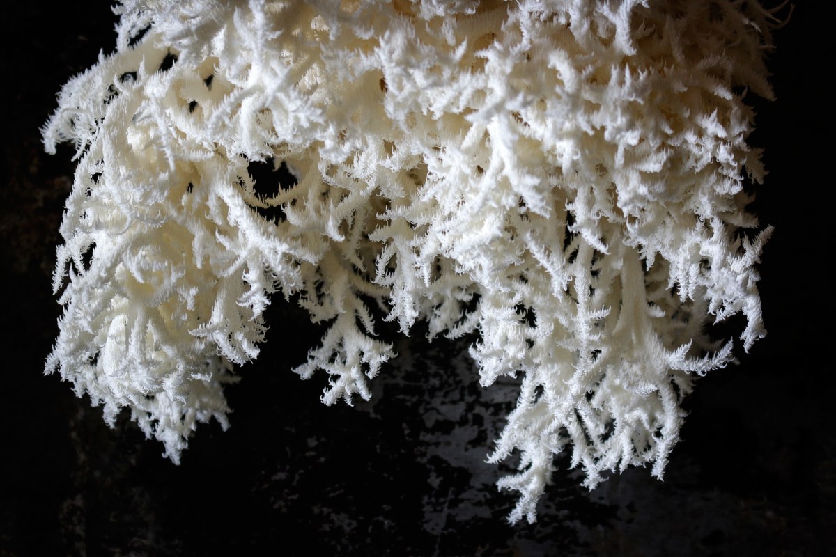 Ästiger Stachelbart, Frisee, Hericium coralloides